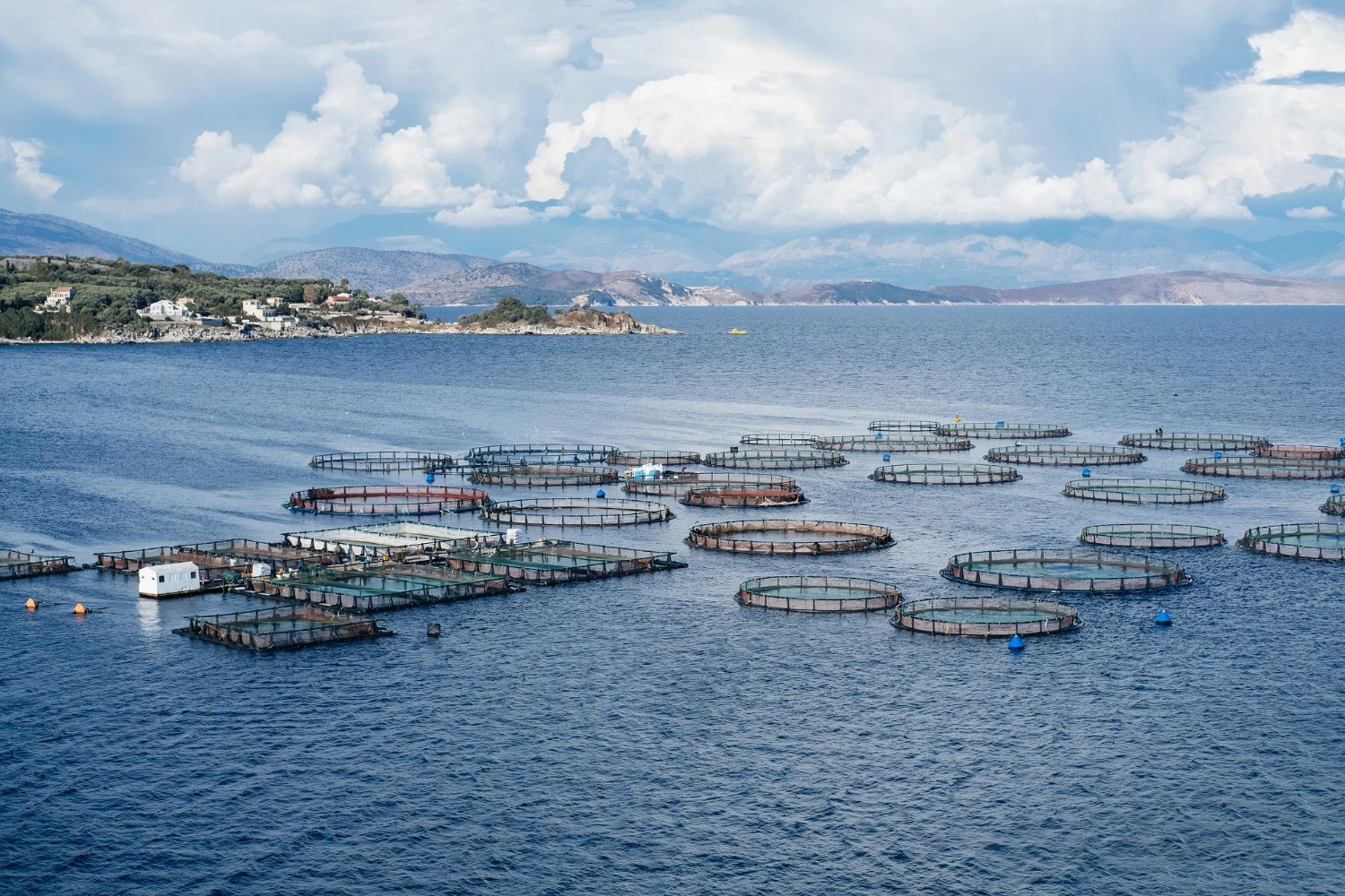 Intrexium precision fermentation process designed for efficient aquaculture nutrition