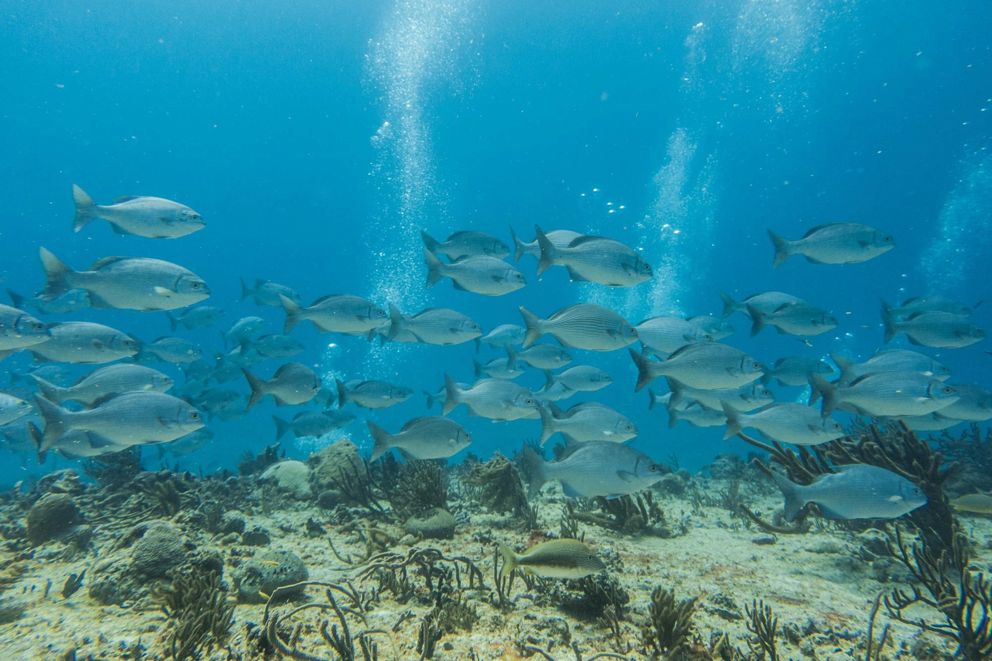Wild fish swimming in the ocean ecosystem