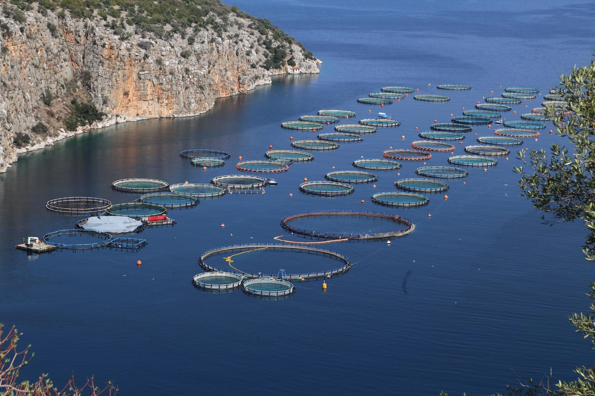 Intrexium plant-based feed platform designed for global aquaculture species and production systems