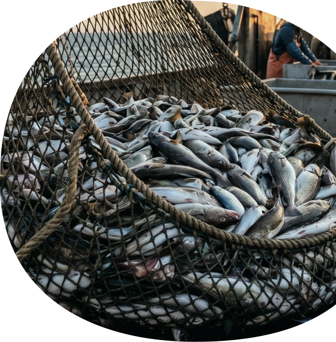 Aquaculture fish representing the first market for Intrexium plant-based nutrition