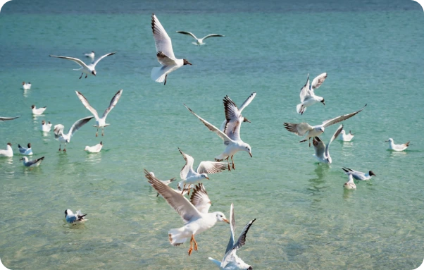 Wild fish in the ocean illustrating the goal to protect marine ecosystems through plant-based feed